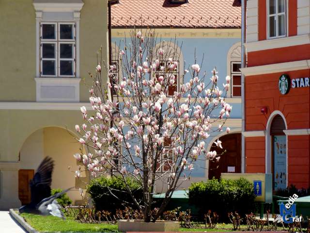 Imagini Foto Brasov, Romania