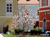 Piața Sfatului Brașov