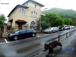 Pui de urs in Brasov - coperta video